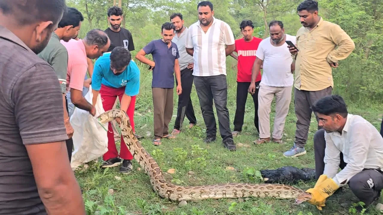 Python Snake: 50 किलो वजनी अजगर का किया रेस्क्यू 